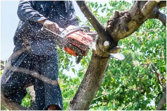 tree services Richboro